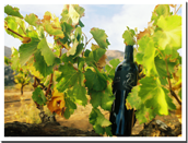 Vinedos Malagon Equua Wine