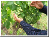Vinedos Malagon Wine Grapes